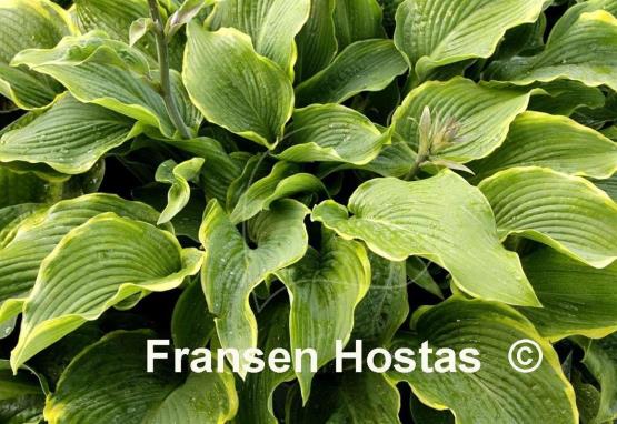Hosta Abba Dabba Do - Fransen Hostas